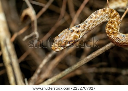 Cat-eyed Snake, Madagascarophis colubrinus is a species of snake of the family Pseudoxyrhophiidae, nocturnal snake, Kirindy Forest, Madagascar wildlife animal Royalty-Free Stock Photo #2252709827