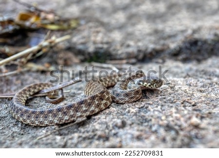 Cat-eyed Snake, Madagascarophis colubrinus is a species of snake of the family Pseudoxyrhophiidae, nocturnal snake, Kirindy forest, Madagascar wildlife animal Royalty-Free Stock Photo #2252709831