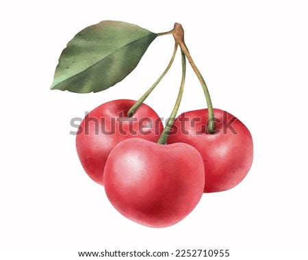 Red cherry element. Hand drawn watercolor illustration