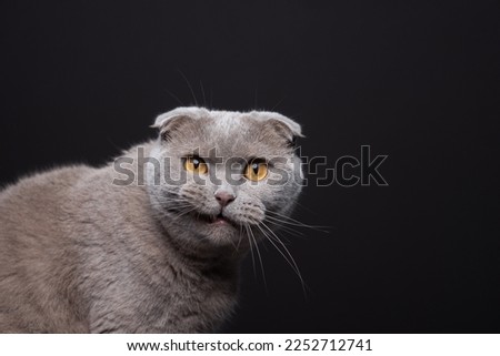 Scottish Fold cat with lip raised, making funny face and looking directly into the camera. The cat looks determined and confident.