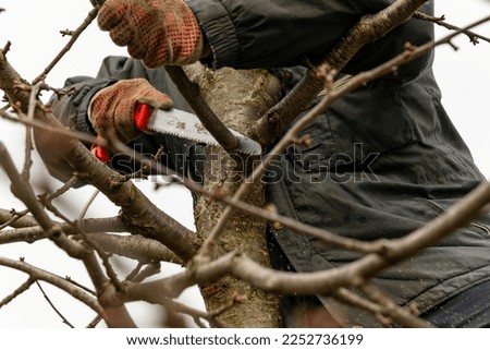 Pruning fruit trees in the garden with a saw in autumn and spring. A series of pictures.