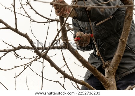 Pruning fruit trees in the garden with a saw in autumn and spring. A series of pictures.