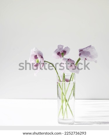 Floral composition in a transparent glass. Purple poppy flowers.
