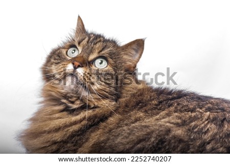 Tabby brown cat with green eyes lying on white ground in light white room
