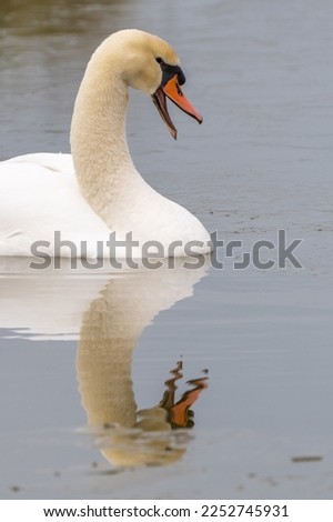 Mute swan, beak is open, vertical frame with its reflection in the water Royalty-Free Stock Photo #2252745931