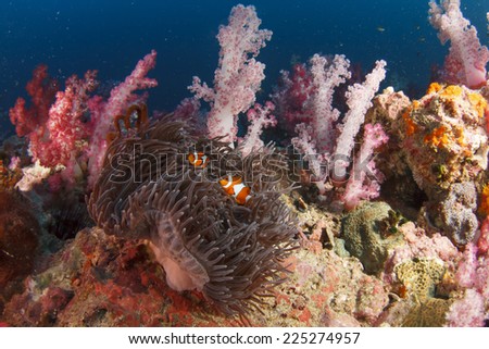 Anemone, clownfish and coral