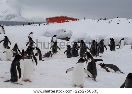 A penguin colony on Petermann Island in Antartica.  With red painted refuge hut in the background. 