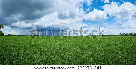 Gloomy storm clouds over a wheat field, rainy summer