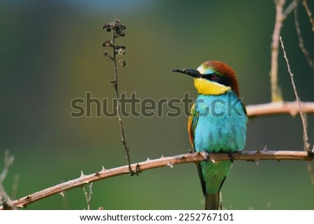 Nature Photography about Birds and Wildlife
