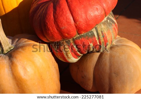 Red and orange pumpkins, autumnal harvest
