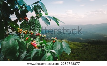 Coffee tree with fresh arabica coffee bean in coffee plantation on the mountain at northern of Chiang Rai, Thailand. Royalty-Free Stock Photo #2252798877