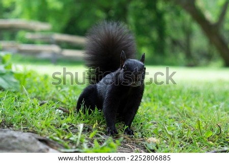Black Squirrel with white moustaches resting on green grass.  Melanistic black squirrel eating on the grass. Copy-space, selective focus. 