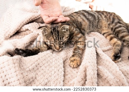 A man's hand gently caresses a striped sleeping cat. Relations between man and animal. Royalty-Free Stock Photo #2252830373