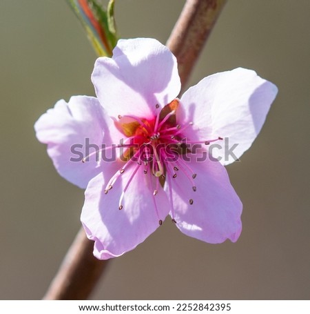 Flowers on a peach in spring. Nature