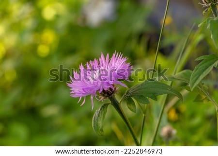 Blooming lilac cornflower on a green background on a sunny day macro photography. Fresh bachelor's button flower with purple thin petals in springtime close-up photo.