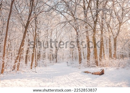 Majestic winter woodland. Sunny warm sunlight over snow covered trees, tranquil idyllic winter adventure landscape. Frost in sunset winter wonderland, amazing snowy nature mountain scene
