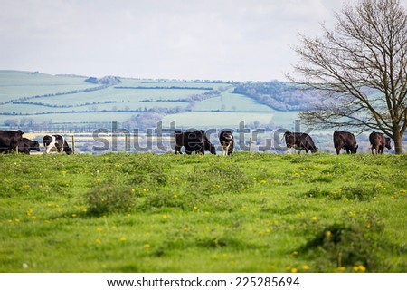 Cows on a hill Perfect sunny spring English landscape