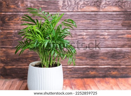 Green Parlor Palm in White Pot on Wooden Background  Royalty-Free Stock Photo #2252859725