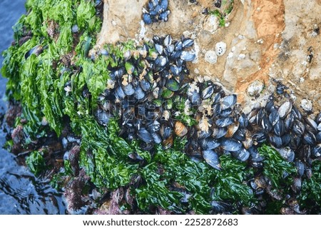 Mussels on a stone. Animals and inhabitants of the seas and oceans. Royalty-Free Stock Photo #2252872683