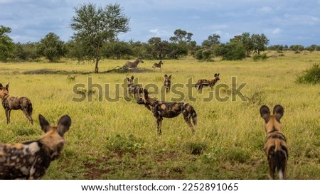 Zebras and African wild dogs