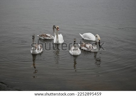 Mute swans pair of swans, gray young swans swimming in winter climate change global warming, unfrozen water white mute swan bird floating winter, swan fidelity, bird migration, sustainable development