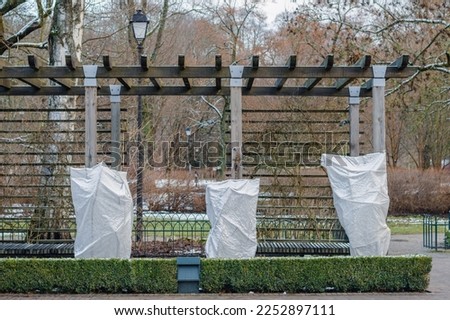 Plants, bushes of roses or small trees in a park or garden covered with blanket, swath of burlap, frost protection bags or roll of fabric to protect them from frost, freeze and cold temperature Royalty-Free Stock Photo #2252897111
