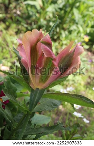 Scarlet color with a green stripe Tulips (Tulipa) Viridiflora Artist bloom in a garden in June 2022
