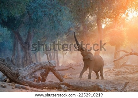 Mana Pools safari: Elephant scene in orange and blue colors. African Elephant trying to reach on the leaves of trees by Erected Trunk.    Mana Pools National Park, Zimbabwe.