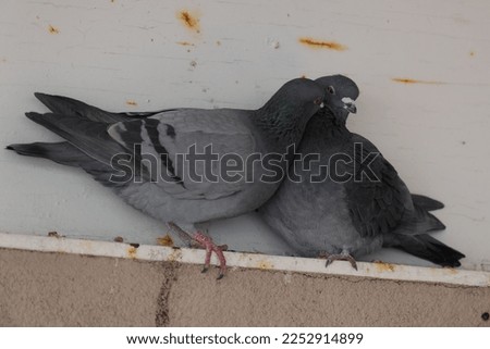 rock dove is closed up