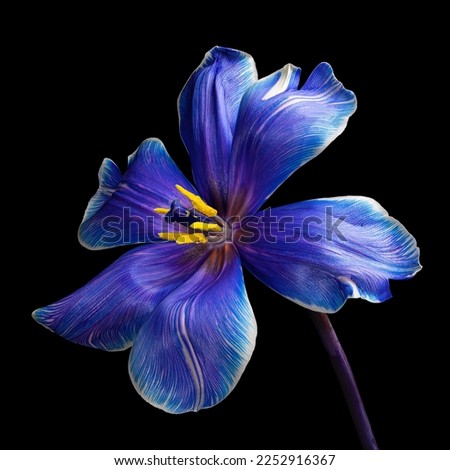 Beautiful multicolor tulip with stem isolated on black background, yellow pollen, white, blue, purple colors. Close-up studio photography. Royalty-Free Stock Photo #2252916367