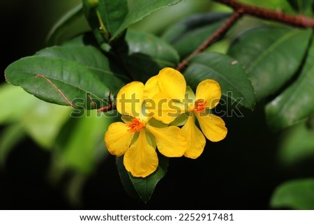 flower (Ochna Serrulata) is a flower plant originating from South Africa where the flowers have a pattern similar to a cartoon character and the flowers can also change 3 unique colors.