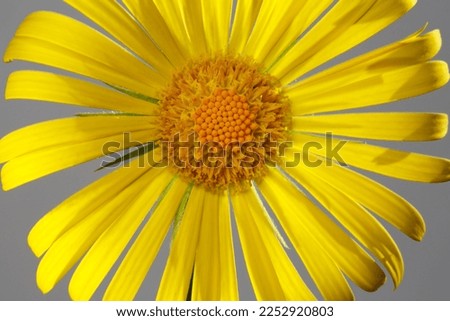 Bright yellow daisy-shaped flower isolated on a gray background.