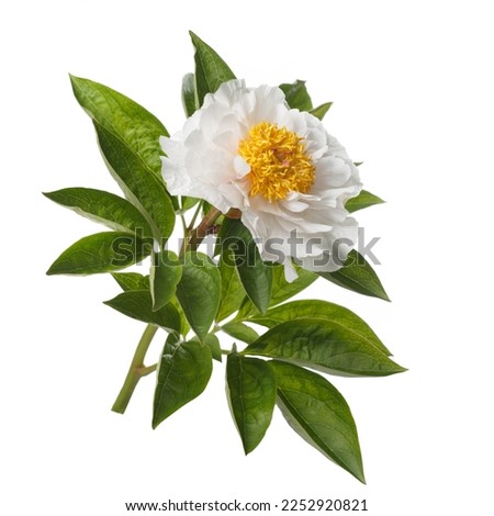 White peony flower with yellow center isolated on white background.