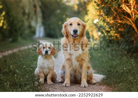 adult dog golden retriever with a small puppy for a walk. two golden retriever dogs on the road in summer Royalty-Free Stock Photo #2252922629