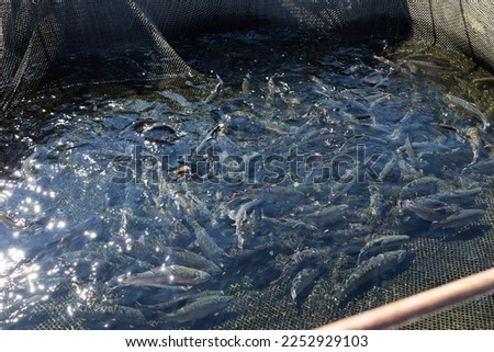 A lot of fish swim in industrial nets