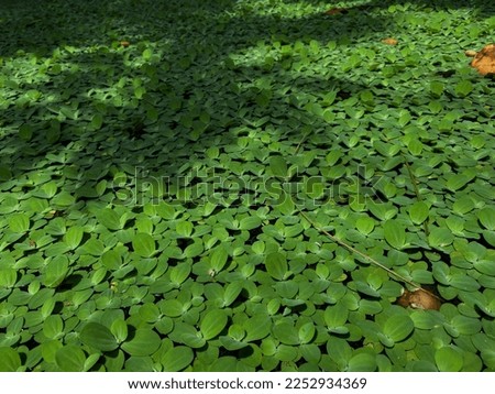 This is a photo of green leaves growing on the water of a fish pond
