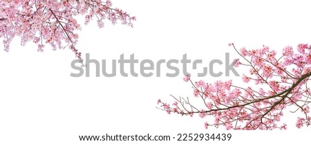 Sakura(Cherry blossom) blooming in spring season isolated on white background. Royalty-Free Stock Photo #2252934439