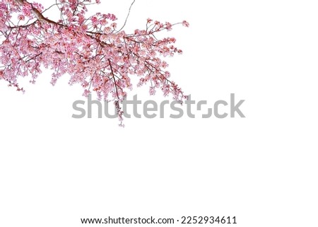 Pink cherry blossom in spring season isolated on white background. Royalty-Free Stock Photo #2252934611