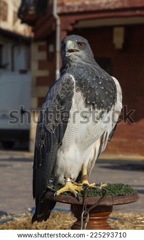 Captive Eagle  Buzzard-Eagle  captive in outdoor exposure over a wooden column  