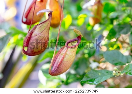 The Nepenthes is a type of insectivorous plant that grows mainly in the rain forest. Royalty-Free Stock Photo #2252939949