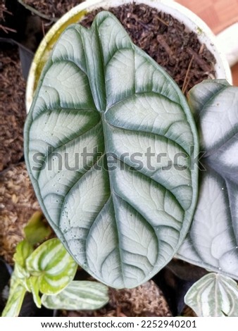 Alocasia Dragon Scale ornamental plant with beautiful white leaves