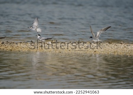 Tern (Sterna hirundo) perched on the islet and flapping its wings