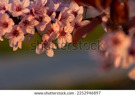 Beautiful spring pink cherry plum blossom background. Abstract pastel delicate banner. A dreamy romantic image of spring. Light blue and light pink shades. Atmospheric natural background. Copy space