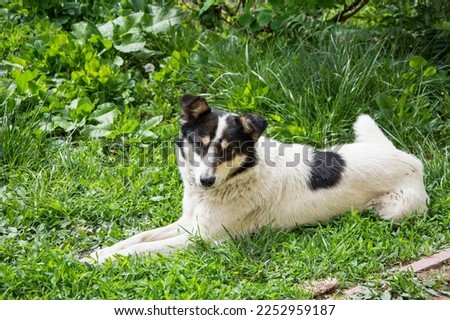 White and black mongrel dog sitting on the grass