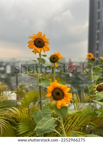 The common sunflower is a large annual forb of the genus Helianthus. It is commonly grown as a crop for its edible oily seeds.