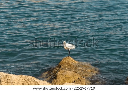 White Heron is Fishing, Heron Looking For Fish, Heron Walking On Water. Heron on a rock at the moment of the blue waters of the Mediterranean Sea. High quality photo
