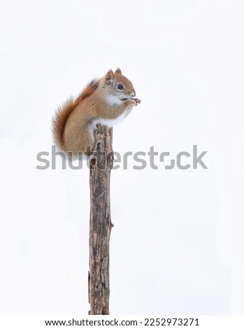 Red squirrel isolated against a white background perched on top pf a branch with a food in its mouth