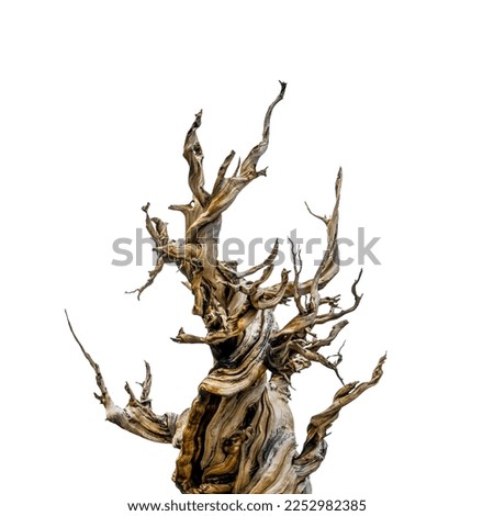 Spooky dead tree isolated on white background