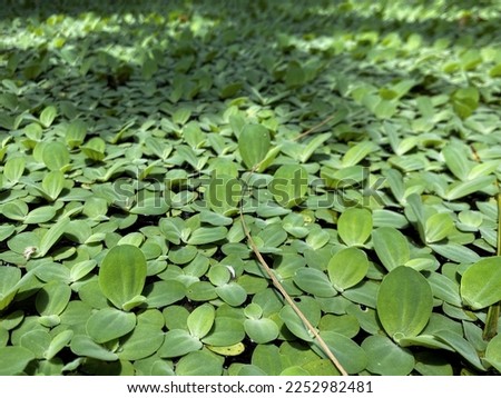 It is a green leaf floating above the fish pond