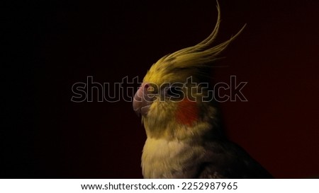 Yellow Parrot Closeup Pictures Simple Background